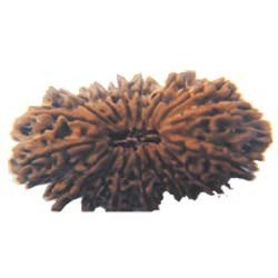 Seventeen Faced Rudraksha